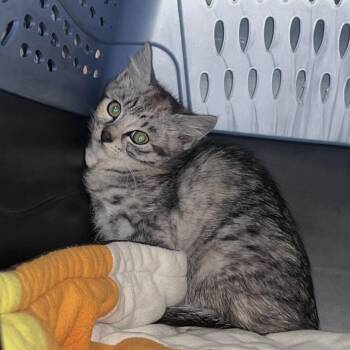 Echo -  Domestic Short Hair Cat for Adoption in Port Townsend, Washington - Echo | PetCurious