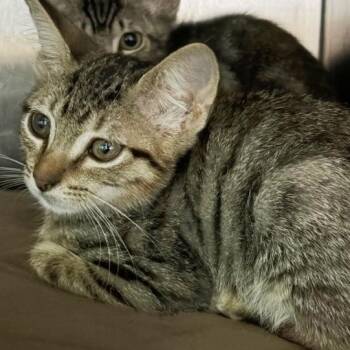 Caddo -  Domestic Short Hair Cat for Adoption in Concord, New Hampshire - Caddo | PetCurious