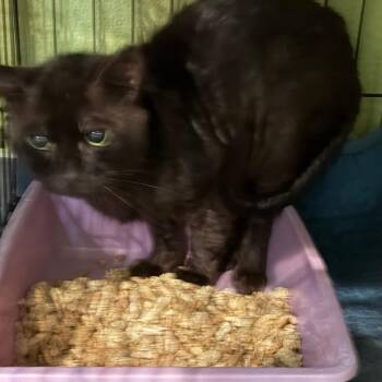 1587-C26 -  Domestic Short Hair Cat for Adoption in Port Charlotte, Florida - 1587-C26 | PetCurious