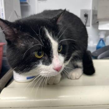 Vander -  Domestic Short Hair Cat for Adoption in Des Moines, Iowa - Vander | PetCurious