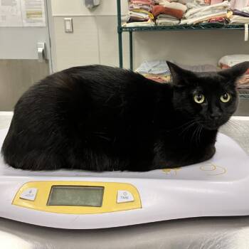 Midnight -  Domestic Short Hair Cat for Adoption in Las Cruces, New Mexico - Midnight | PetCurious
