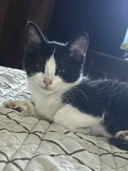 Rescue Domestic Short Hair Cats for Adoption in Everettville, West Virginia - Hocus Pocus Pack | PetCurious