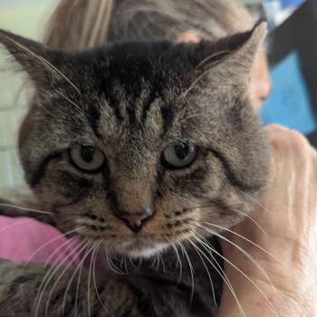 King Tut -  Domestic Short Hair Cat for Adoption in San Antonio, Texas - King Tut | PetCurious
