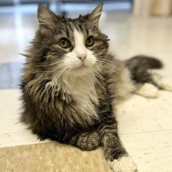 Diana -  Domestic Long Hair Cat for Adoption in St. Louis, Missouri - Diana | PetCurious