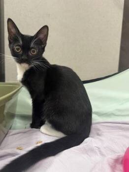 Todd -  Domestic Short Hair Cat for Adoption in Honolulu, Hawaii - Todd | PetCurious
