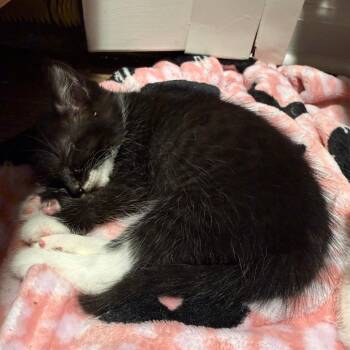 Pudding (paired with a sibling) -  Domestic Short Hair Cat for Adoption in Reisterstown, Maryland - Pudding (paired With A Sibling) | PetCurious