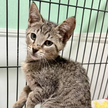Crenshaw -  Domestic Short Hair Cat for Adoption in NEW PT RICHEY, Florida - Crenshaw | PetCurious