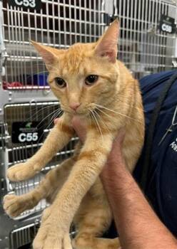 JOHNNY -  Domestic Short Hair Cat for Adoption - JOHNNY | PetCurious