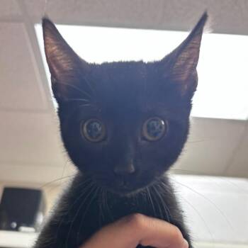 Cheep -  Domestic Short Hair Cat for Adoption in Goleta, California - Cheep | PetCurious