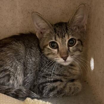 Eby -  Domestic Short Hair Cat for Adoption in Norman, Oklahoma - Eby | PetCurious