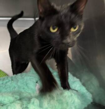 Rescue Domestic Short Hair Cats for Adoption in Lynn Haven, Florida - COSMIC | PetCurious