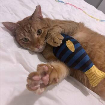 Cartoonishly Masculine -  Domestic Short Hair Cat for Adoption in Austin, Texas - Cartoonishly Masculine | PetCurious