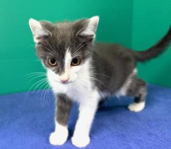 Domestic Short Hair Cats Available for Adoption in Hawk Point, Missouri - Carlton | PetCurious