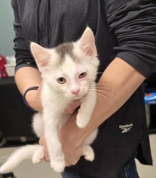 Rescue Domestic Short Hair Cats for Adoption in Dickson, Tennessee - Tony | PetCurious