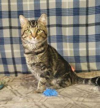 Dasher -  Domestic Short Hair Cat for Adoption in Bucyrus, Ohio - Dasher | PetCurious