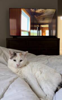 Snowshoe and Dilute Calico Cats Available for Adoption in Chandler, Arizona - Kittyboo Kazoo | PetCurious