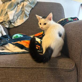 Reuben -  Domestic Short Hair Cat for Adoption in Grand Rapids, Minnesota - Reuben | PetCurious