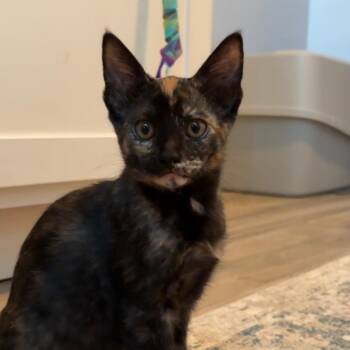 Jessie -  Domestic Short Hair Cat for Adoption in Santa Fe, Texas - Jessie | PetCurious
