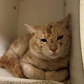 CHEETO -  Domestic Short Hair Cat for Adoption in Riverside, California - CHEETO | PetCurious
