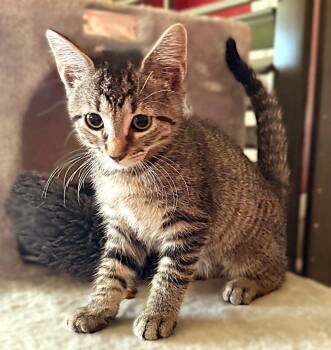Tabby and Domestic Short Hair Cats Available for Adoption - Zeus | PetCurious
