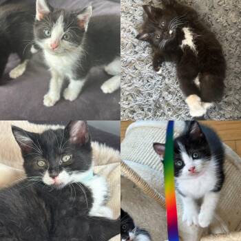 Domestic Medium Hair Cats Available for Adoption - GQ, Glamour, Vogue And Mademoiselle | PetCurious