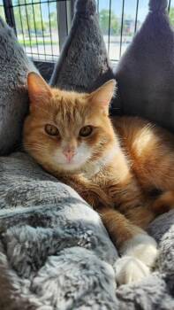 Domestic Short Hair Cats Available for Adoption in Cleveland, Ohio - Abbot | PetCurious