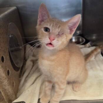 Willy -  Domestic Short Hair Cat for Adoption in Hattiesburg, Mississippi - Willy | PetCurious