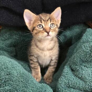 Domestic Short Hair Cats Available for Adoption in Long Beach, California - Lambie | PetCurious