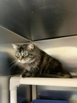 Fiona -  Domestic Long Hair Cat for Adoption in Black River Falls, Wisconsin - Fiona | PetCurious