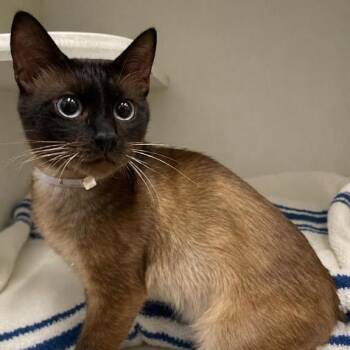 Burmese Cats Available for Adoption in Hawthorne, California - Oliver | PetCurious