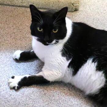 Maxine -  Domestic Short Hair Cat for Adoption in Sarasota, Florida - Maxine | PetCurious