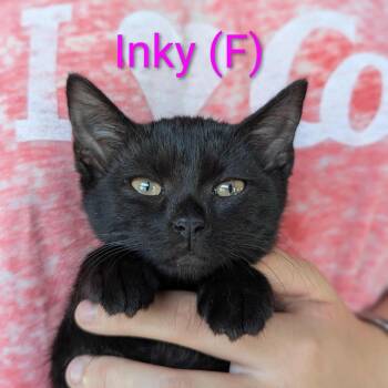 Rescue Domestic Short Hair Cats for Adoption in Melbourne, Kentucky - Inky | PetCurious