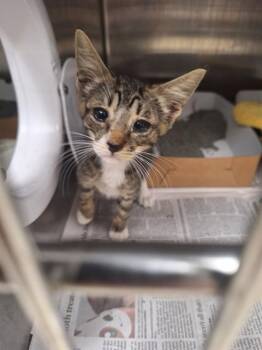 A2477197 -  Domestic Short Hair Cat for Adoption in Fort Lauderdale, Florida - A2477197 | PetCurious