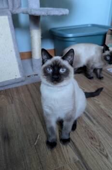 Rescue Siamese Cats for Adoption in Cranbrook, British Columbia - Anna | PetCurious