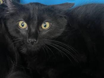 BAMBIE -  Domestic Long Hair Cat for Adoption in Auburn, California - BAMBIE | PetCurious