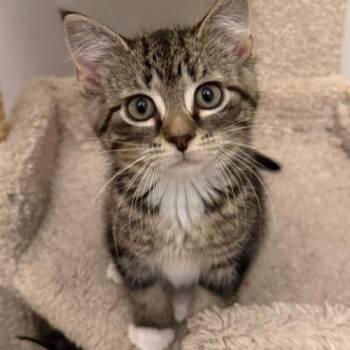 Crumble -  Domestic Short Hair Cat for Adoption in Toms River, New Jersey - Crumble | PetCurious