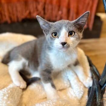 Vini Junior Sweet Boy -  Tuxedo and Domestic Short Hair Cat for Adoption in Friendswood, Texas - Vini Junior Sweet Boy | PetCurious