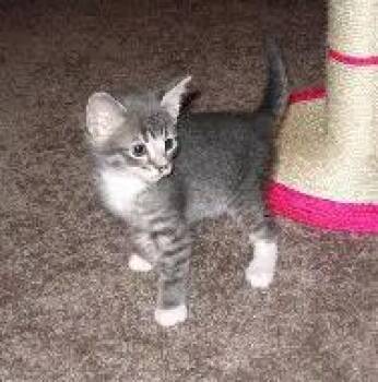 Apolo.m -  Domestic Short Hair Cat for Adoption in Tampa, Florida - Apolo.m | PetCurious