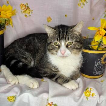 Domestic Short Hair Cats Available for Adoption in Mount Vernon, Illinois - Junior | PetCurious