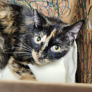 Penelope -  Domestic Short Hair Cat for Adoption - Penelope | PetCurious