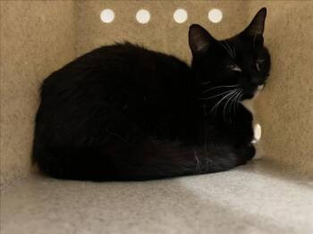 BABY BELLA -  Domestic Short Hair Cat for Adoption in Derwood, Maryland - BABY BELLA | PetCurious