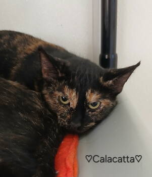 Rescue Tortoiseshell and Domestic Short Hair Cats for Adoption in Bay City, Michigan - Calacatta | PetCurious