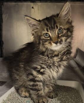 Fizzgig -  Domestic Long Hair Cat for Adoption in Tom Bean, Texas - Fizzgig | PetCurious