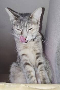 Rescue Tabby Cats for Adoption in Kingman, Arizona - Athena | PetCurious