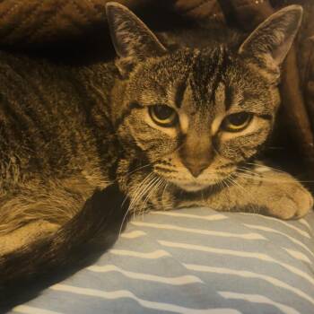 Lilly -  Domestic Short Hair Cat for Adoption in Madison, Wisconsin - Lilly | PetCurious