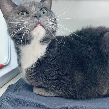 Domestic Short Hair Cats Available for Adoption - Mittens | PetCurious