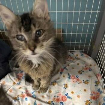 Rue -  Domestic Medium Hair and Domestic Short Hair Cat for Adoption in Janesville, Wisconsin - Rue | PetCurious