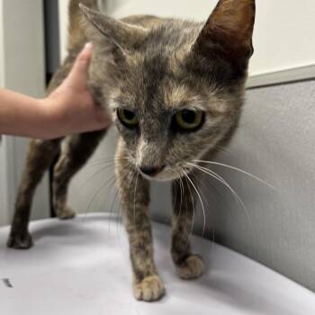 Domestic Short Hair Cats Available for Adoption in Tampa, Florida - Pepa | PetCurious