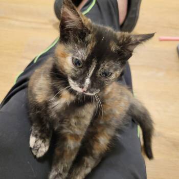 Coco Puff -  Domestic Short Hair Cat Available for Adoption in Elk Grove, California - Coco Puff | PetCurious