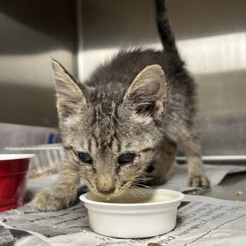 Domestic Short Hair Cats Available for Adoption in Pauls Valley, Oklahoma - Quiche | PetCurious